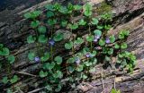 Glechoma hederacea