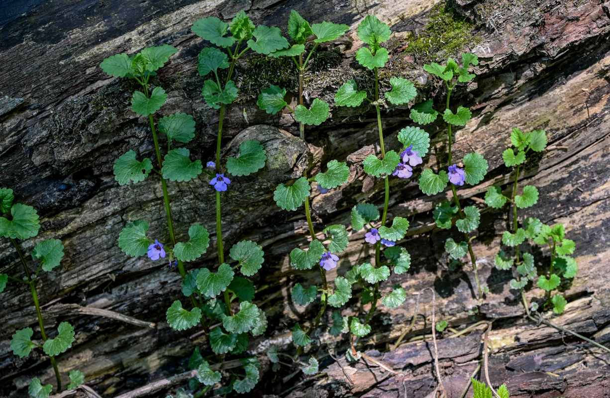 Изображение особи Glechoma hederacea.