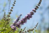 Vitex agnus-castus