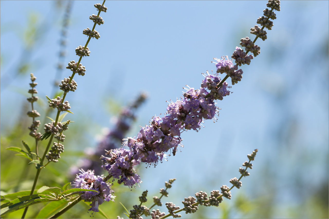 Изображение особи Vitex agnus-castus.