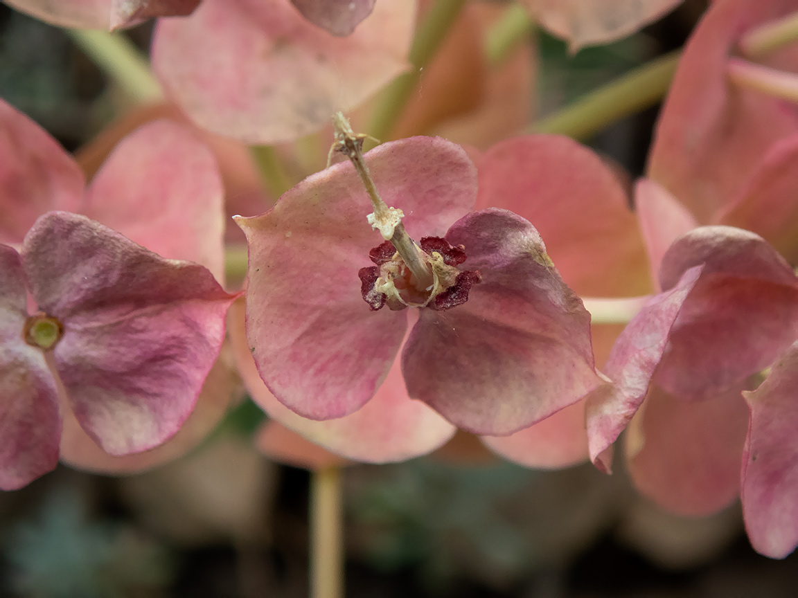 Image of Euphorbia rigida specimen.