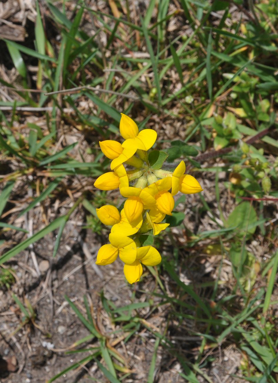 Image of Lotus caucasicus specimen.