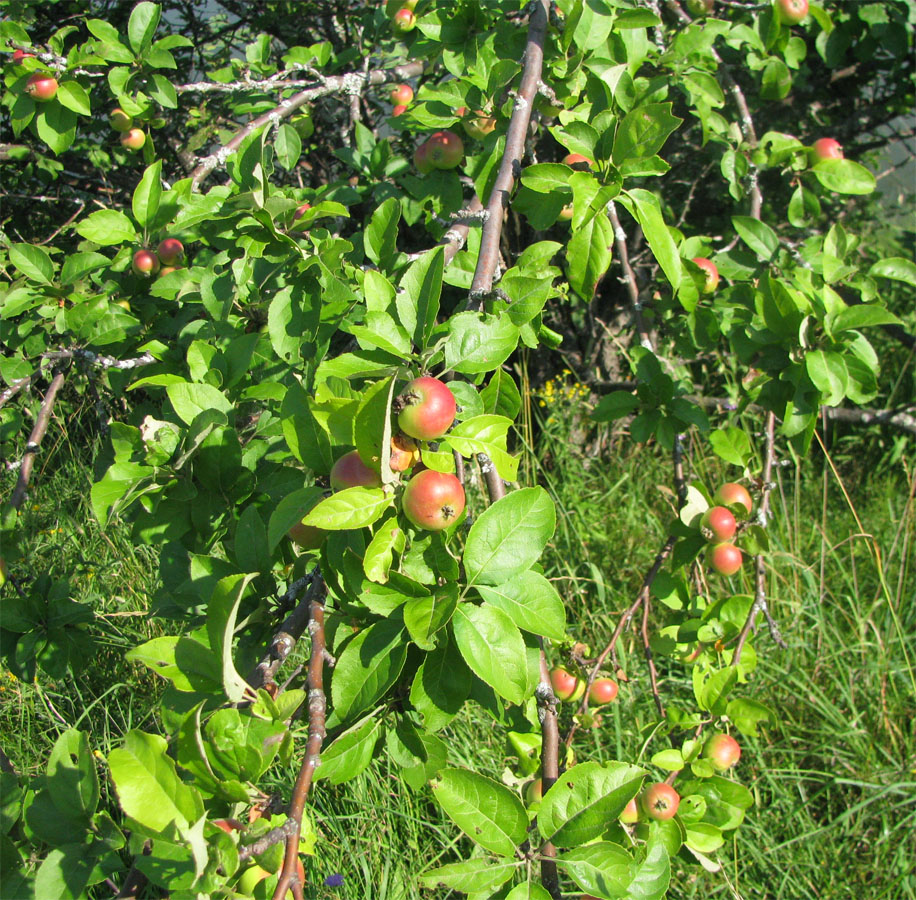 Изображение особи Malus domestica.