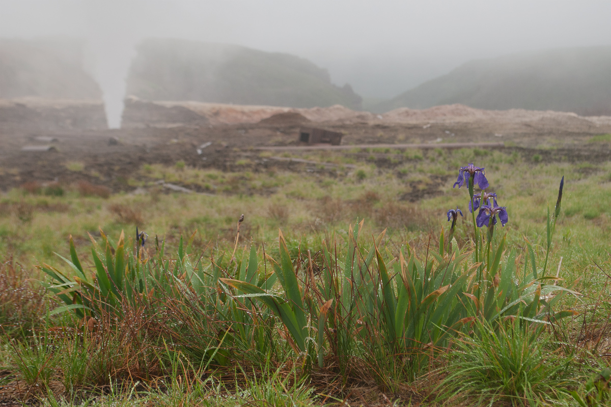 Image of Iris setosa specimen.