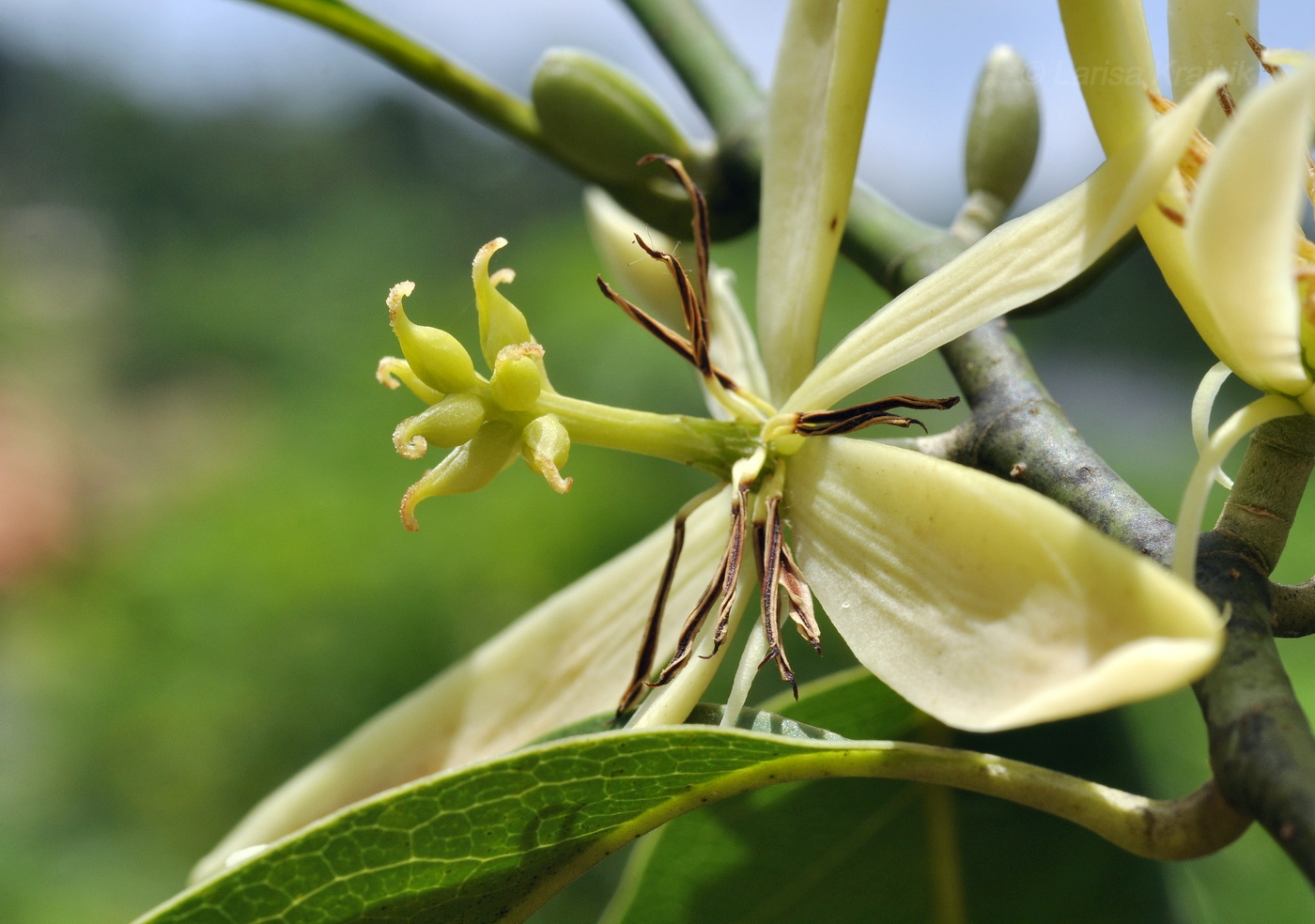 Image of Michelia champaca specimen.