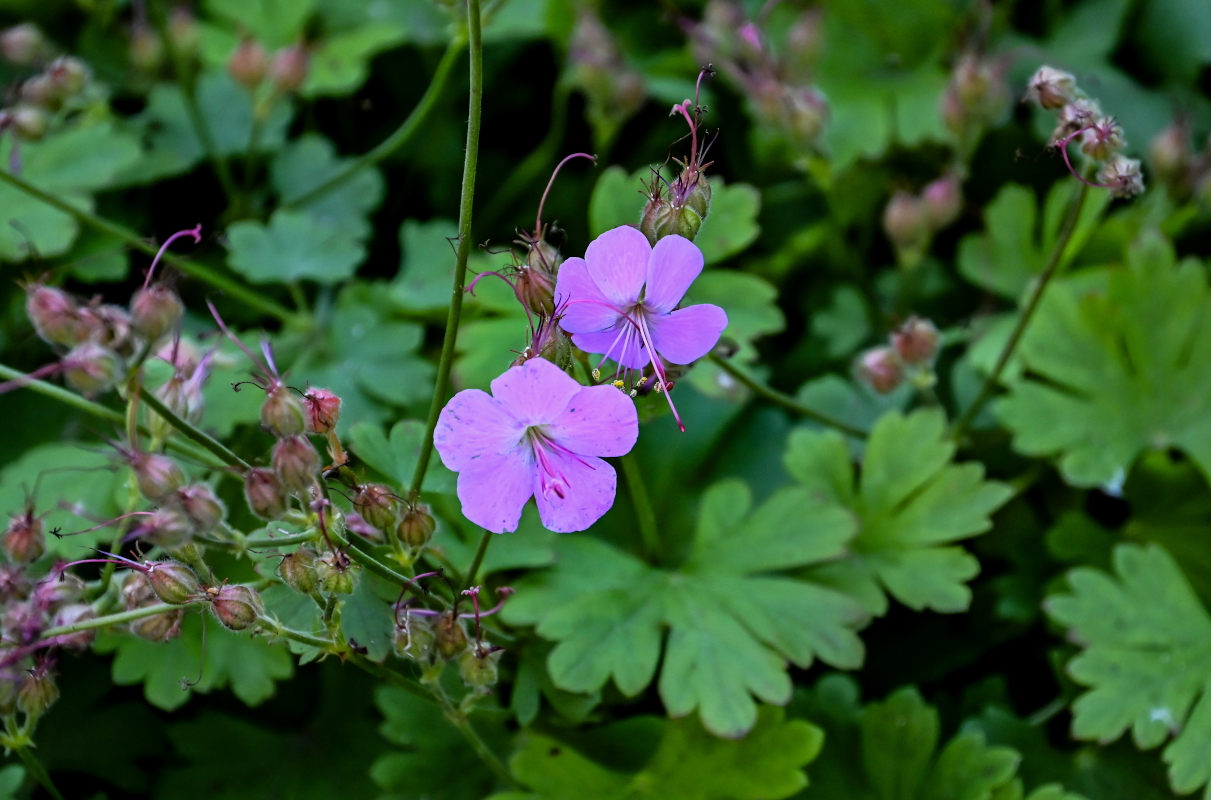 Image of Geranium macrorrhizum specimen.