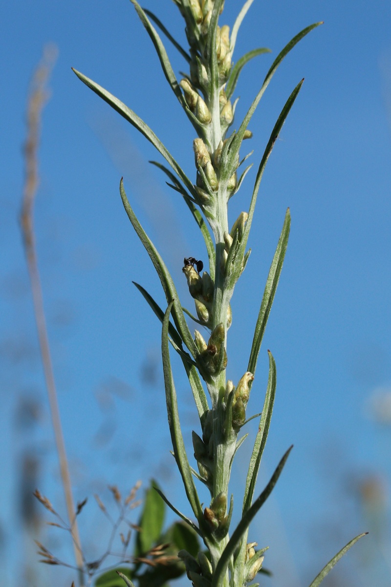 Изображение особи Omalotheca sylvatica.