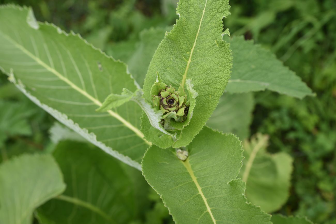 Image of Inula helenium specimen.