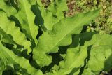 Symphytum officinale