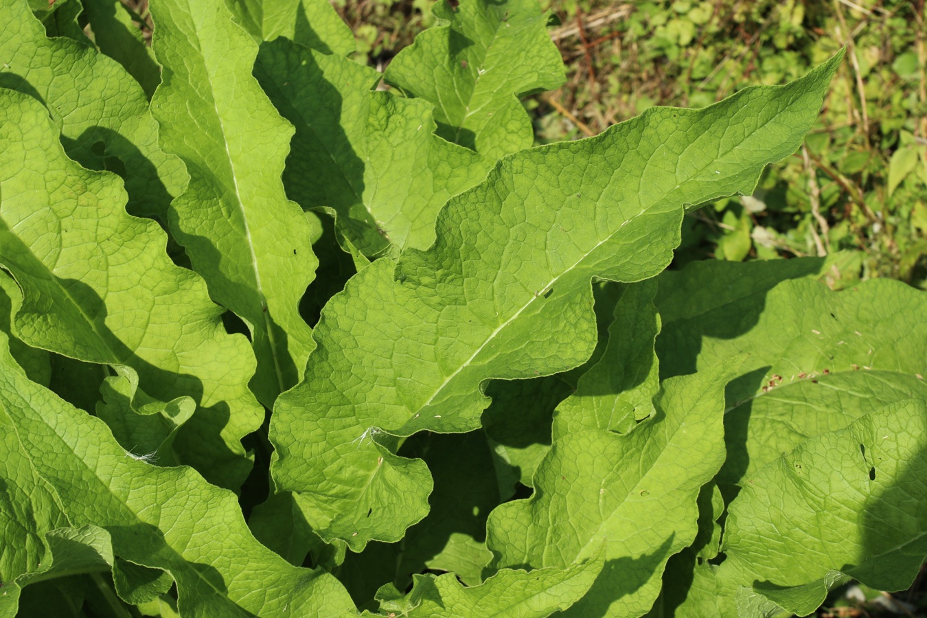 Изображение особи Symphytum officinale.