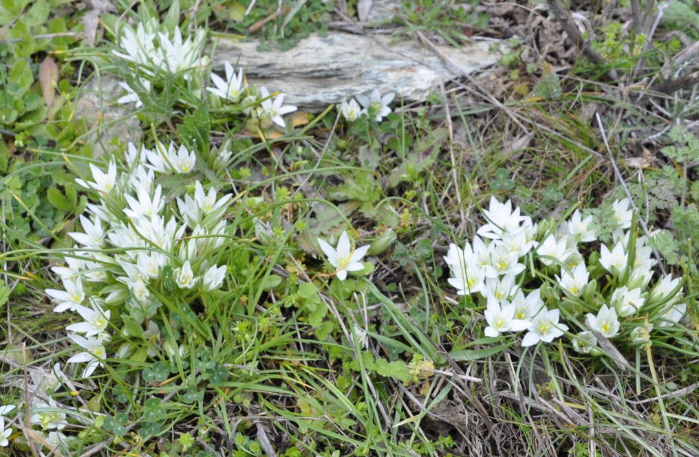 Image of Ornithogalum sibthorpii specimen.