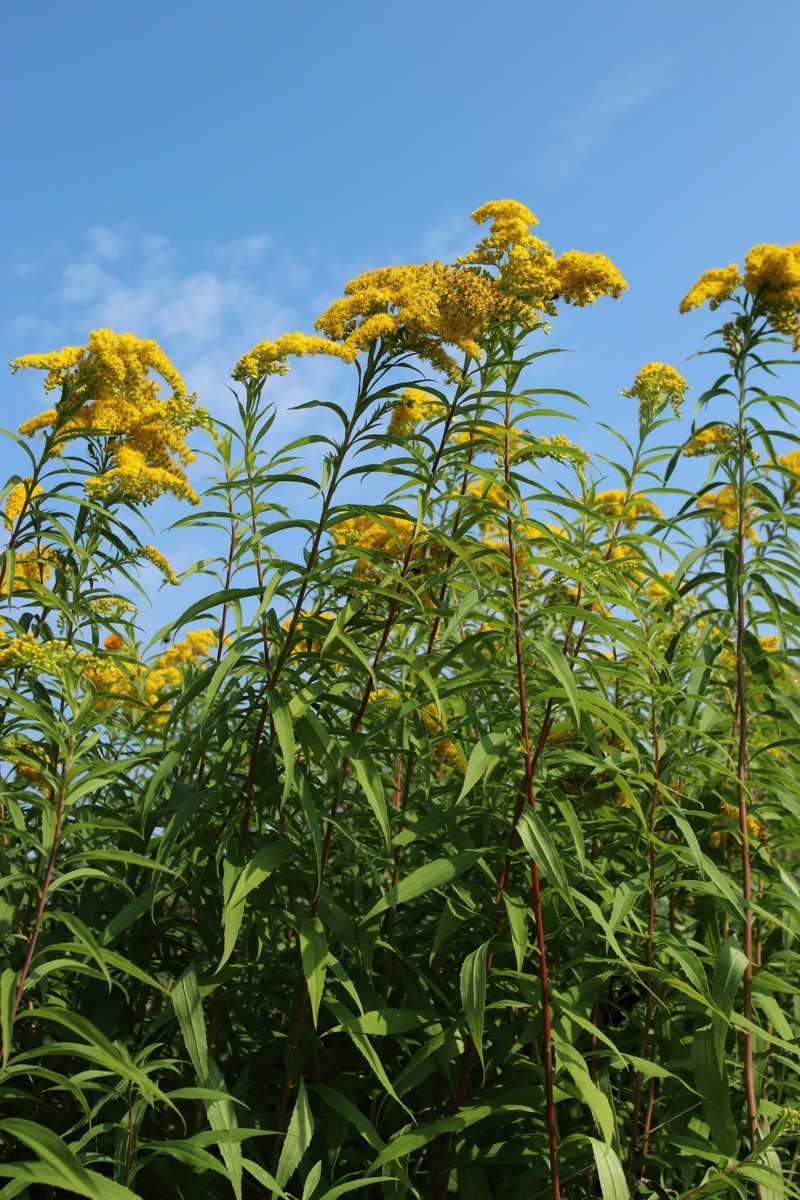 Изображение особи Solidago canadensis.