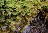 View full-size image Ptilium crista-castrensis