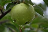 Смотреть изображение Malus domestica