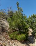 View full-size image Pinus pallasiana