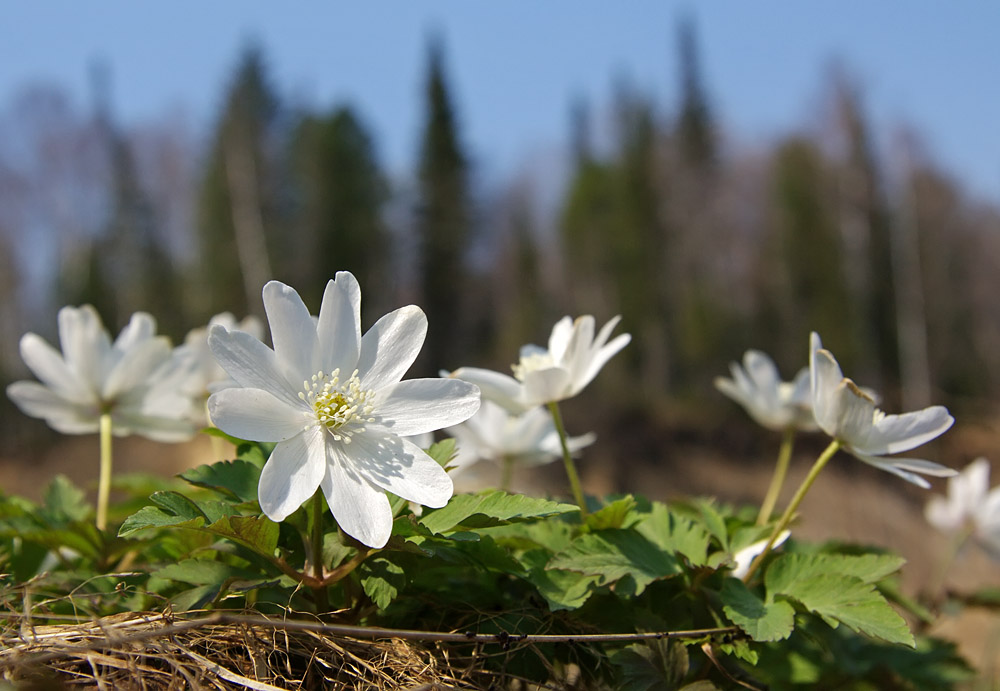 Изображение особи Anemone altaica.