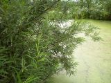 View full-size image Salix viminalis
