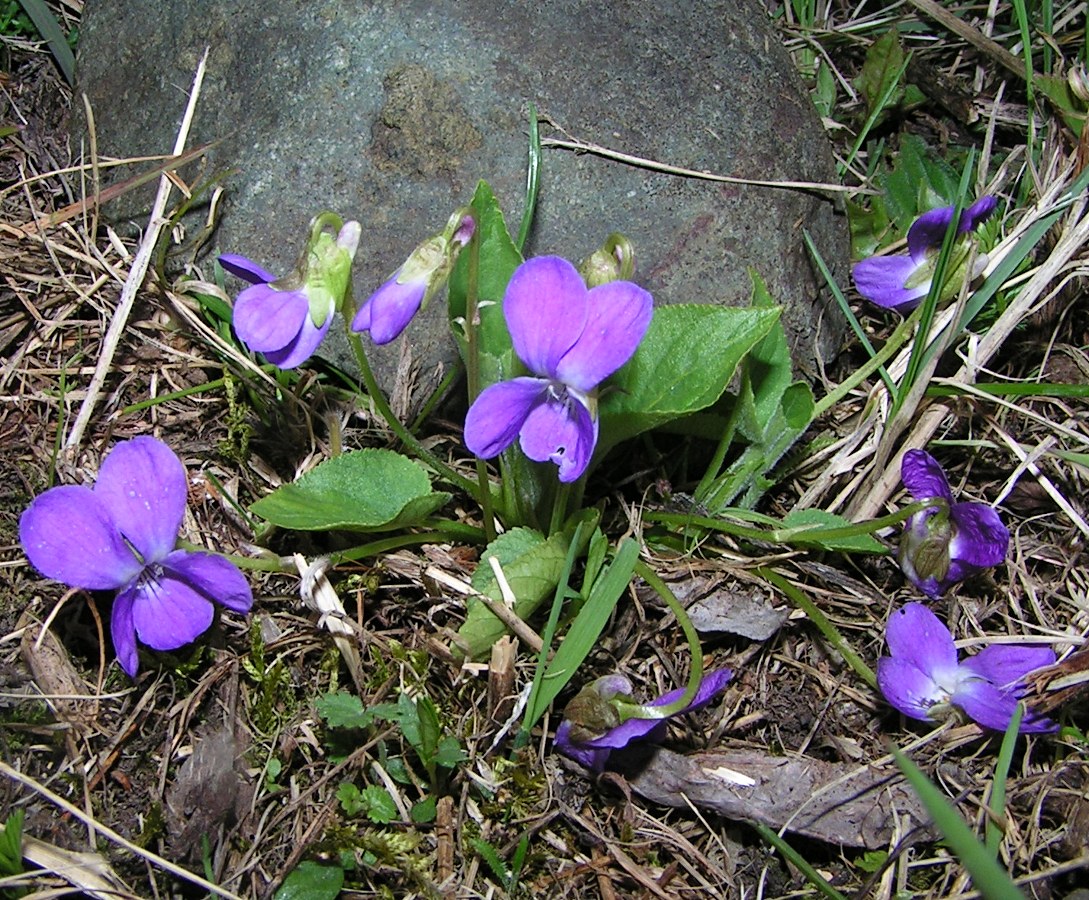 Image of Viola hirta specimen.