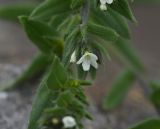 View full-size image Buglossoides arvensis