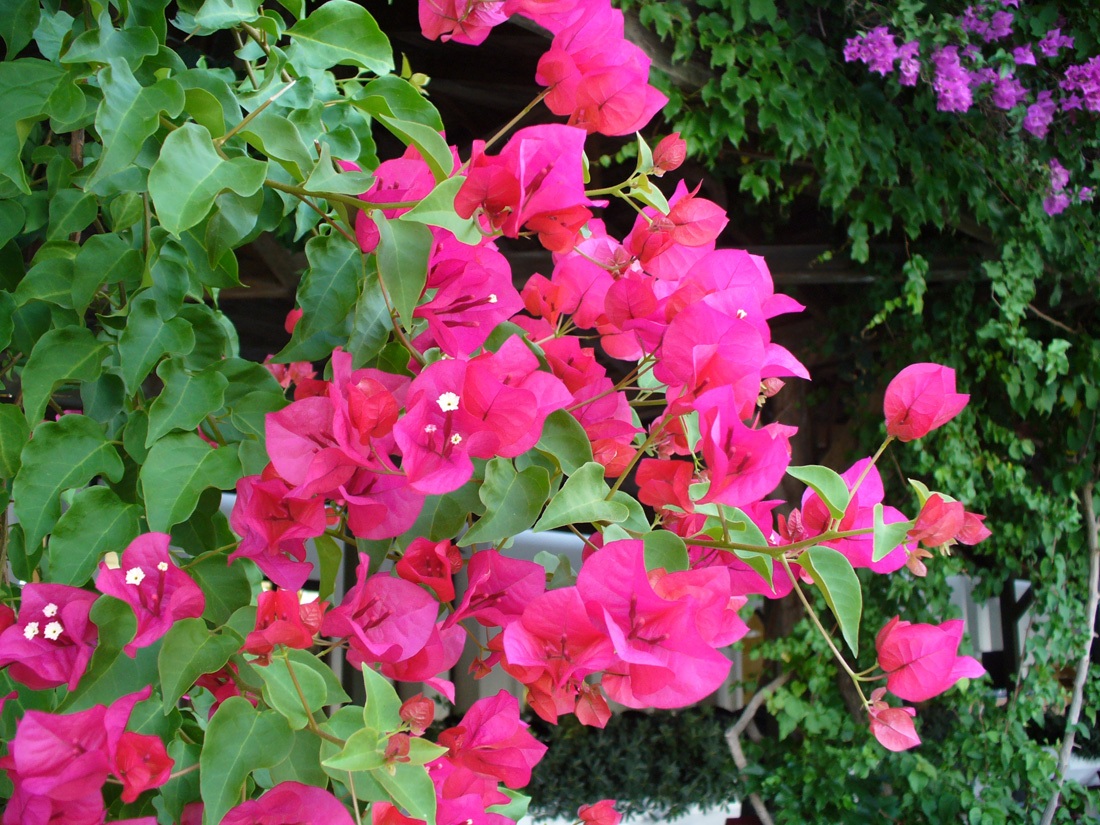 Image of genus Bougainvillea specimen.