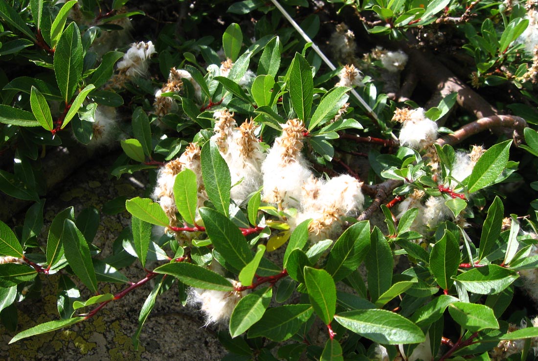 Image of Salix kazbekensis specimen.