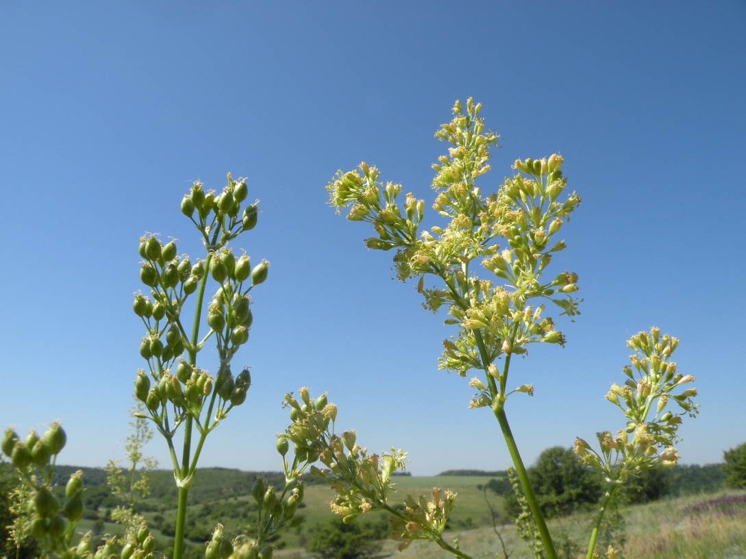 Изображение особи Silene chersonensis.