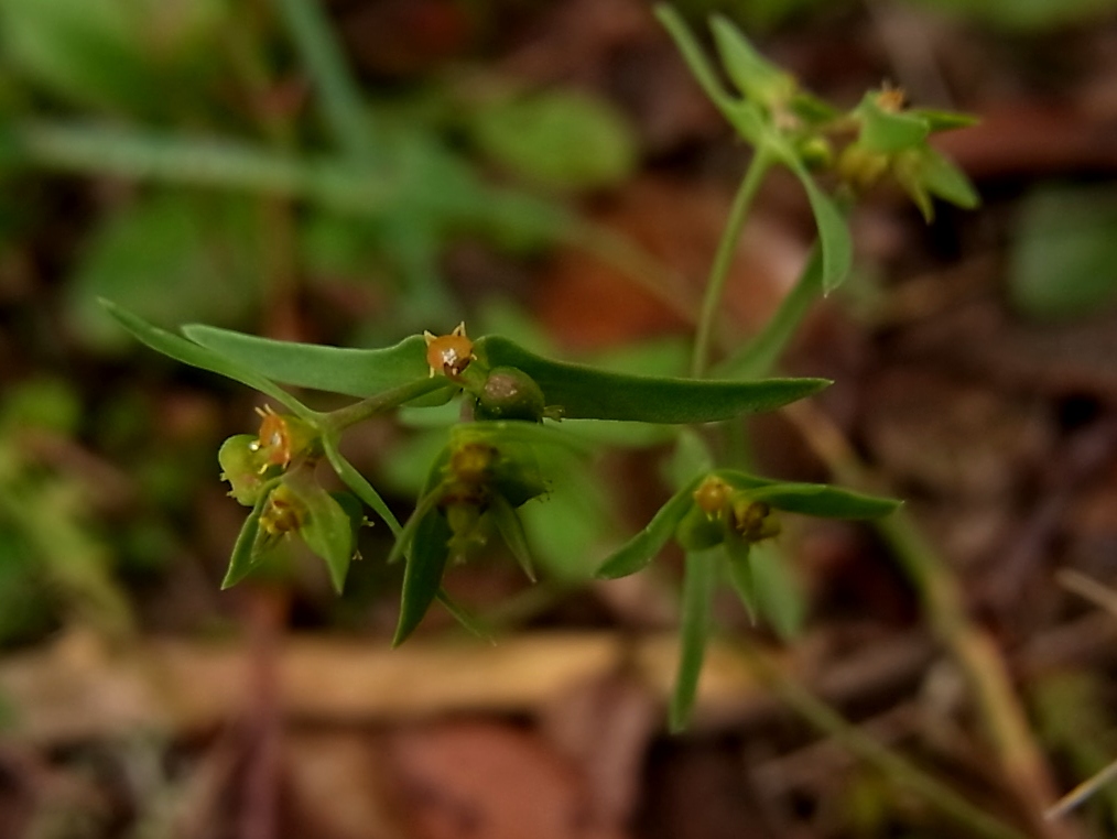 Изображение особи род Euphorbia.