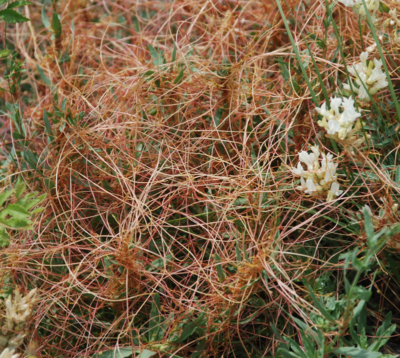 Image of genus Cuscuta specimen.