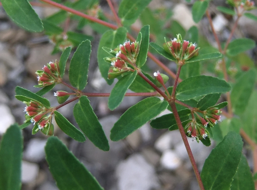 Изображение особи Euphorbia nutans.