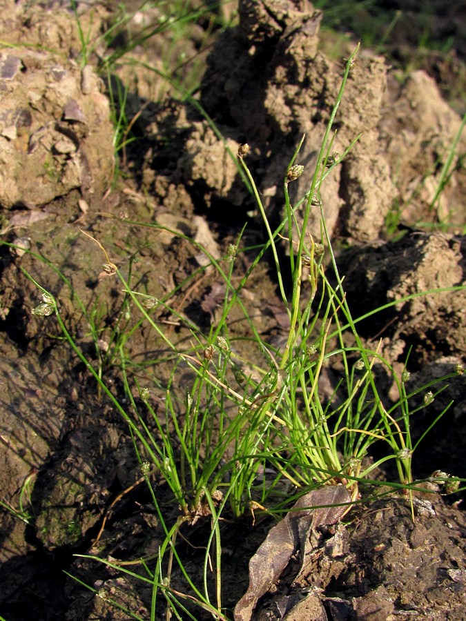 Image of Isolepis setacea specimen.