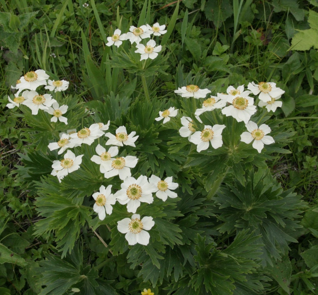 Image of Anemonastrum villosissimum specimen.