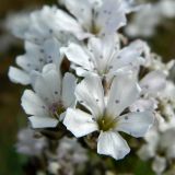 Gypsophila uralensis