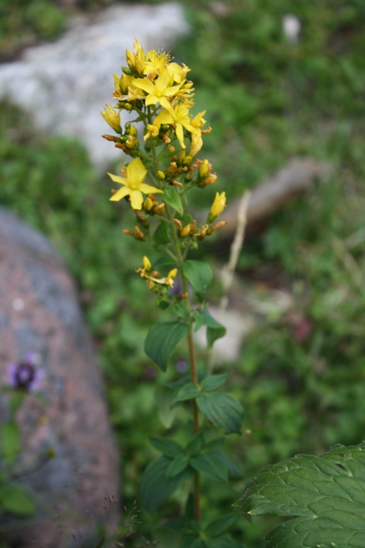 Image of Hypericum hirsutum specimen.