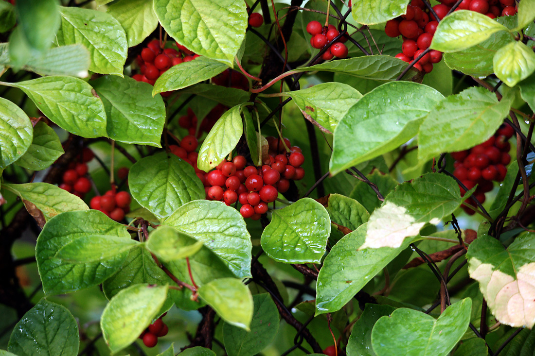 Image of Schisandra chinensis specimen.