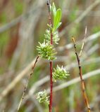 Salix vinogradovii