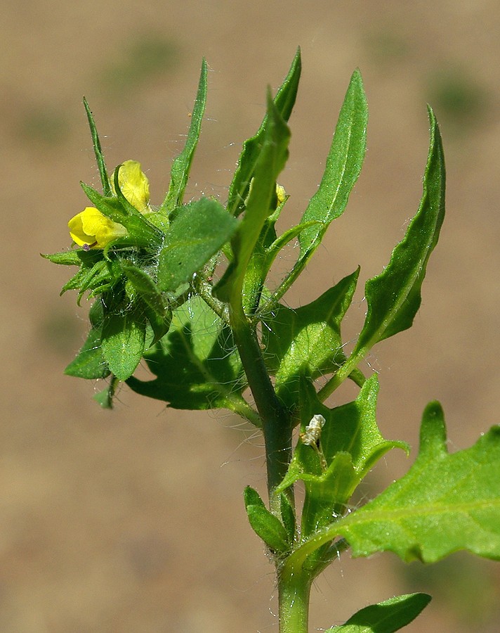 Image of Hyoscyamus pusillus specimen.