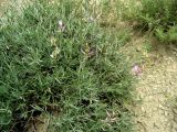 Astragalus podolobus. Цветущее и плодоносящее растение. Копетдаг, Чули. Май 2011 г.