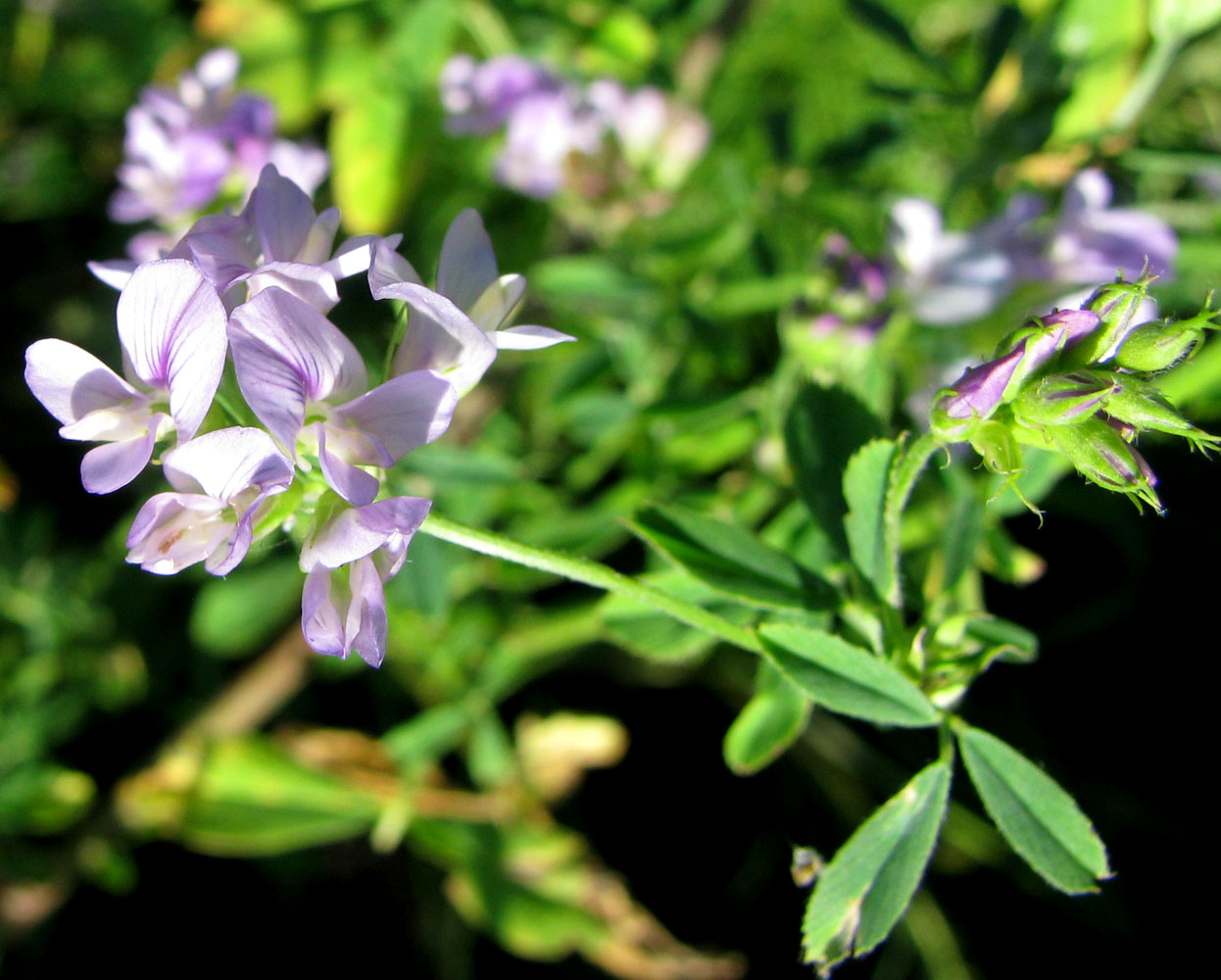 Изображение особи Medicago sativa.