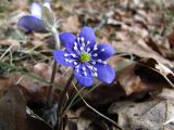 Hepatica nobilis