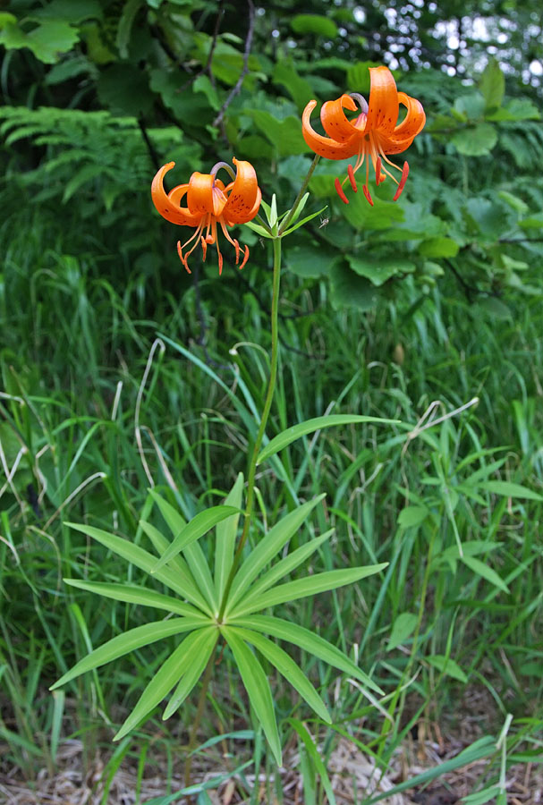 Image of Lilium debile specimen.