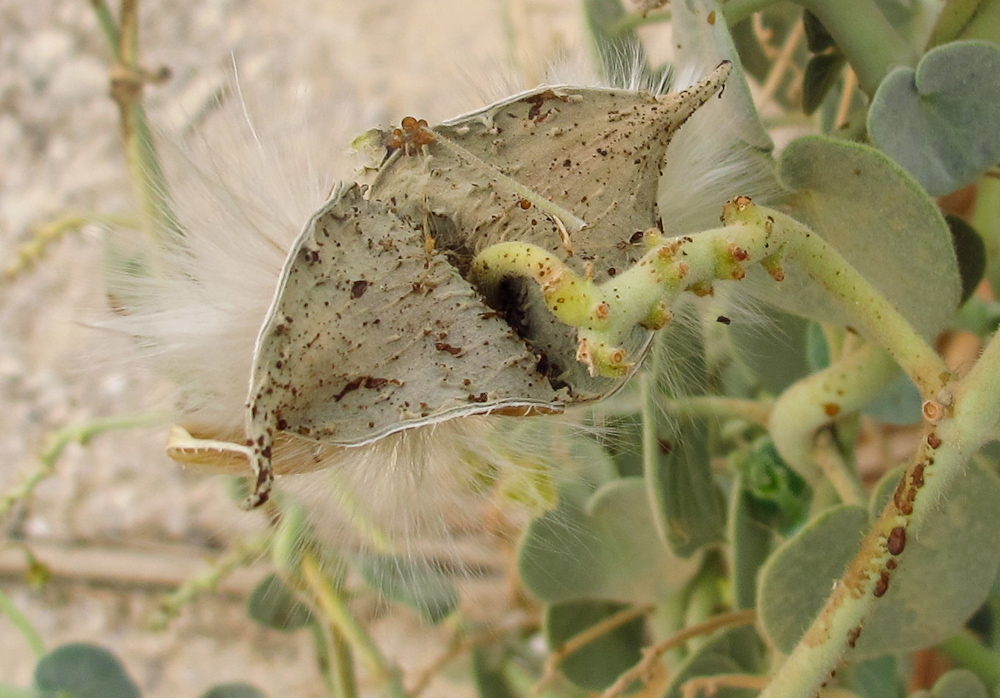 Image of Pergularia tomentosa specimen.