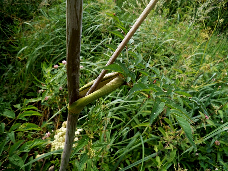 Изображение особи Angelica sylvestris.