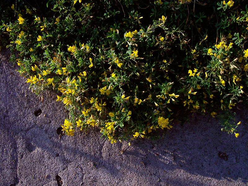 Image of Medicago falcata specimen.