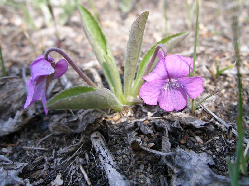 Image of Viola gmeliniana specimen.