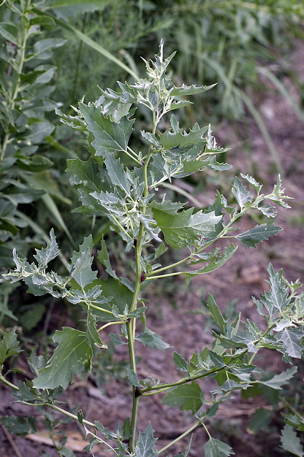 Лебеда татарская. Atriplex tatarica. Лебеда Татарская сорняк. Atriplex tatarica l.