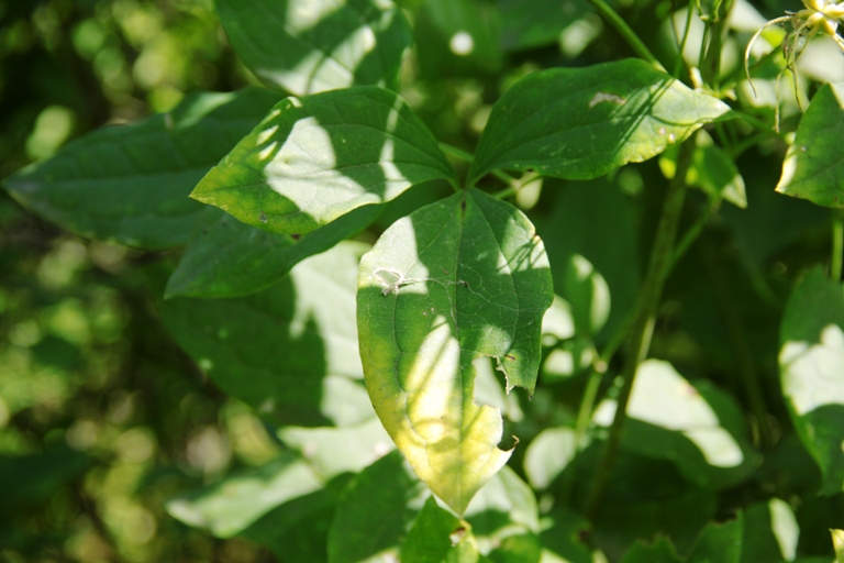 Image of Clematis mandshurica specimen.