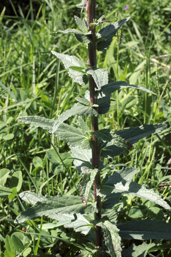 Image of Verbascum blattaria specimen.