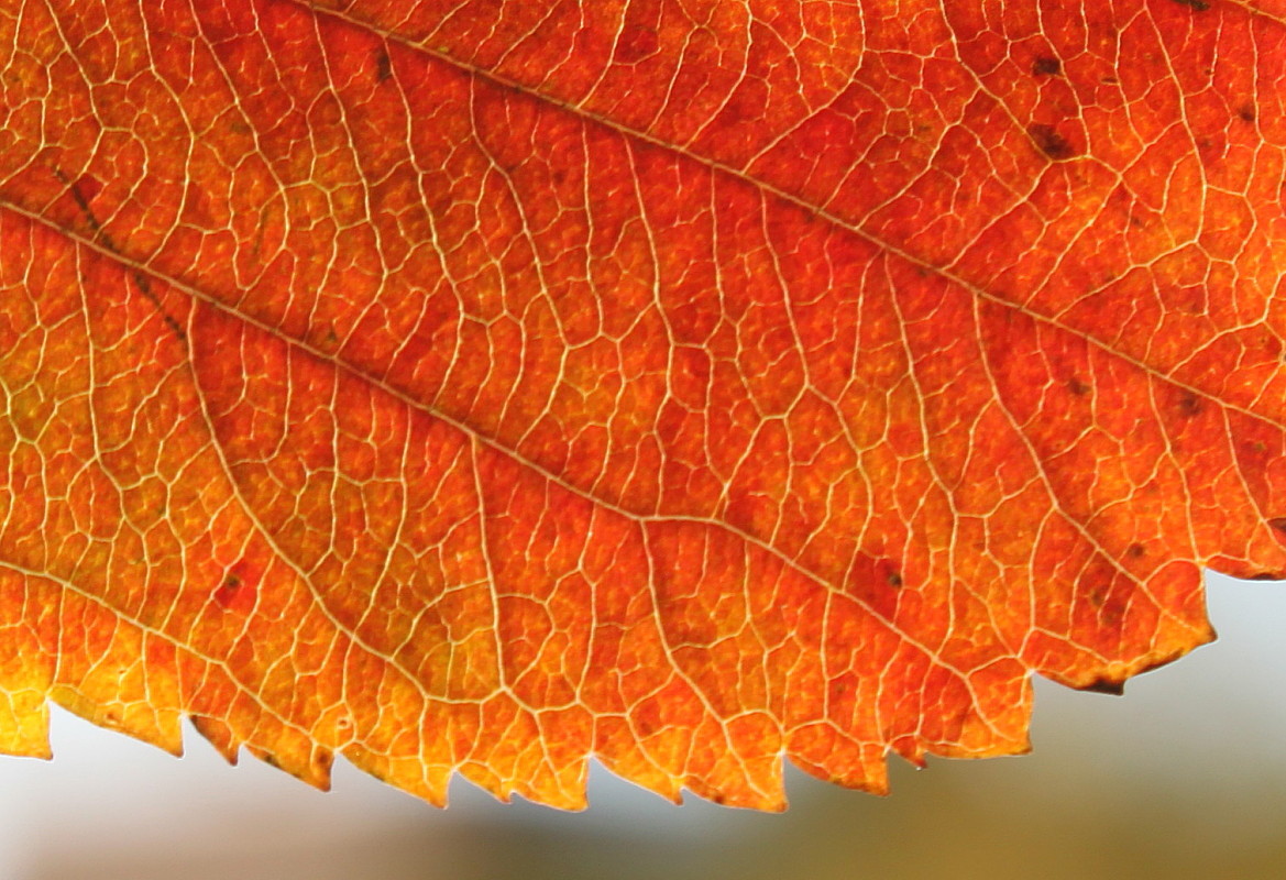 Image of genus Crataegus specimen.