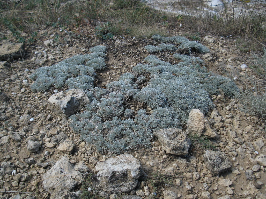 Изображение особи Artemisia caucasica.