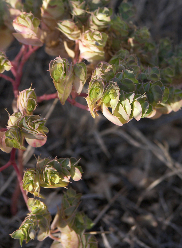 Image of Euphorbia falcata specimen.